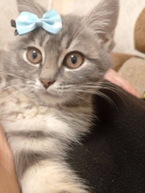 Кошечка Муся успевает везде: и покрасоваться, и уроки поделать, и пошуршать мишурой