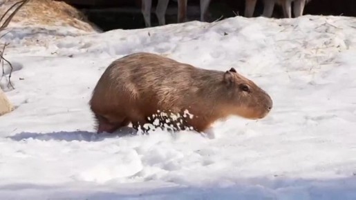 ��� ����� ���������� �������� ����� ������� ��� ����� �����