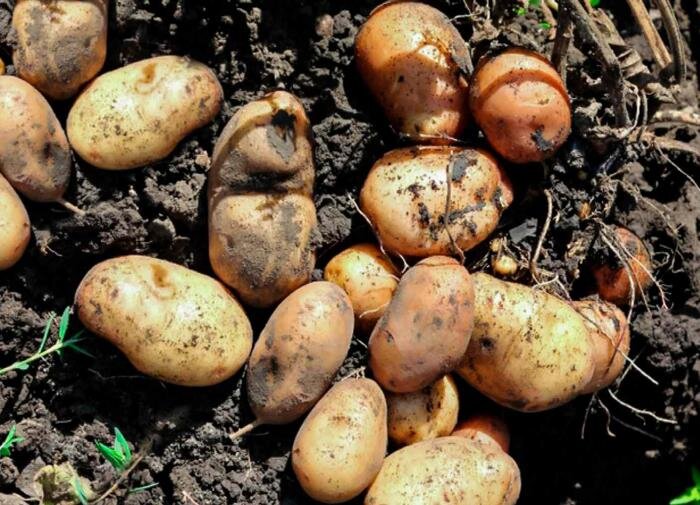 Секреты успешного окучивания картофеля: советы для лучших результатов