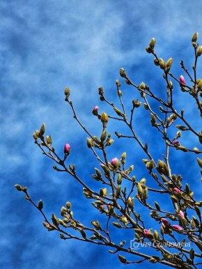 Магнолия совсем скоро зацветёт в Ессентуках