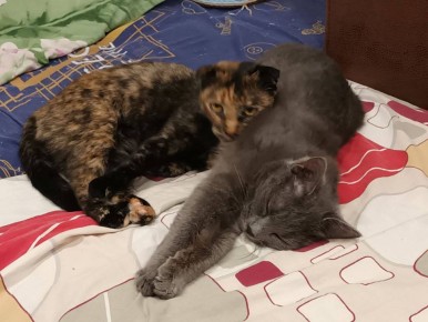 Станичные дворянки Маня и Челси выходные готовятся провести в положении лежа