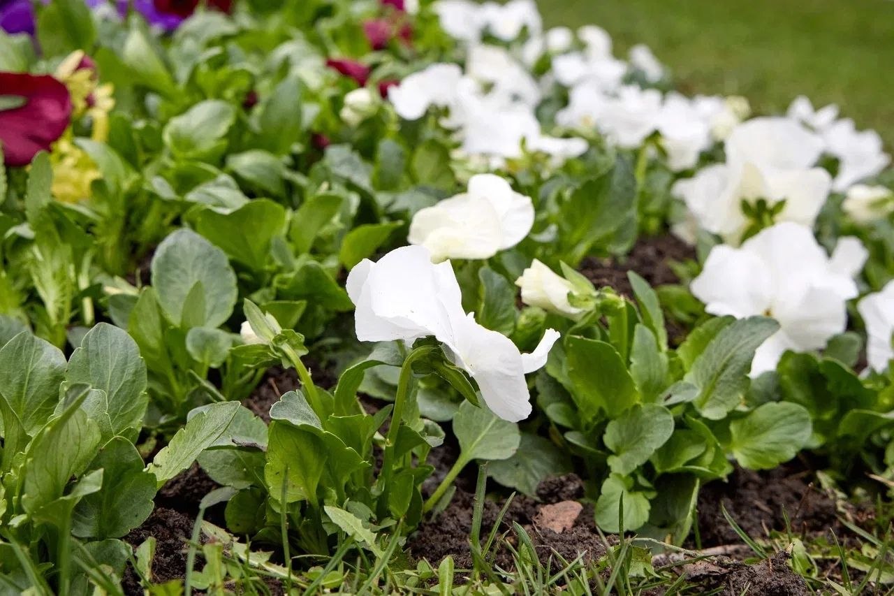 Иван Ульянченко: Специалисты «Горзеленстроя» приступили к весенней высадке рассады в городские клумбы Иван Ульянченко: Специалисты «Горзеленстроя» приступили к весенней высадке рассады в городские клумбы