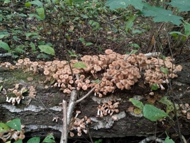 ������� ��������: ������ ������� �������� �������