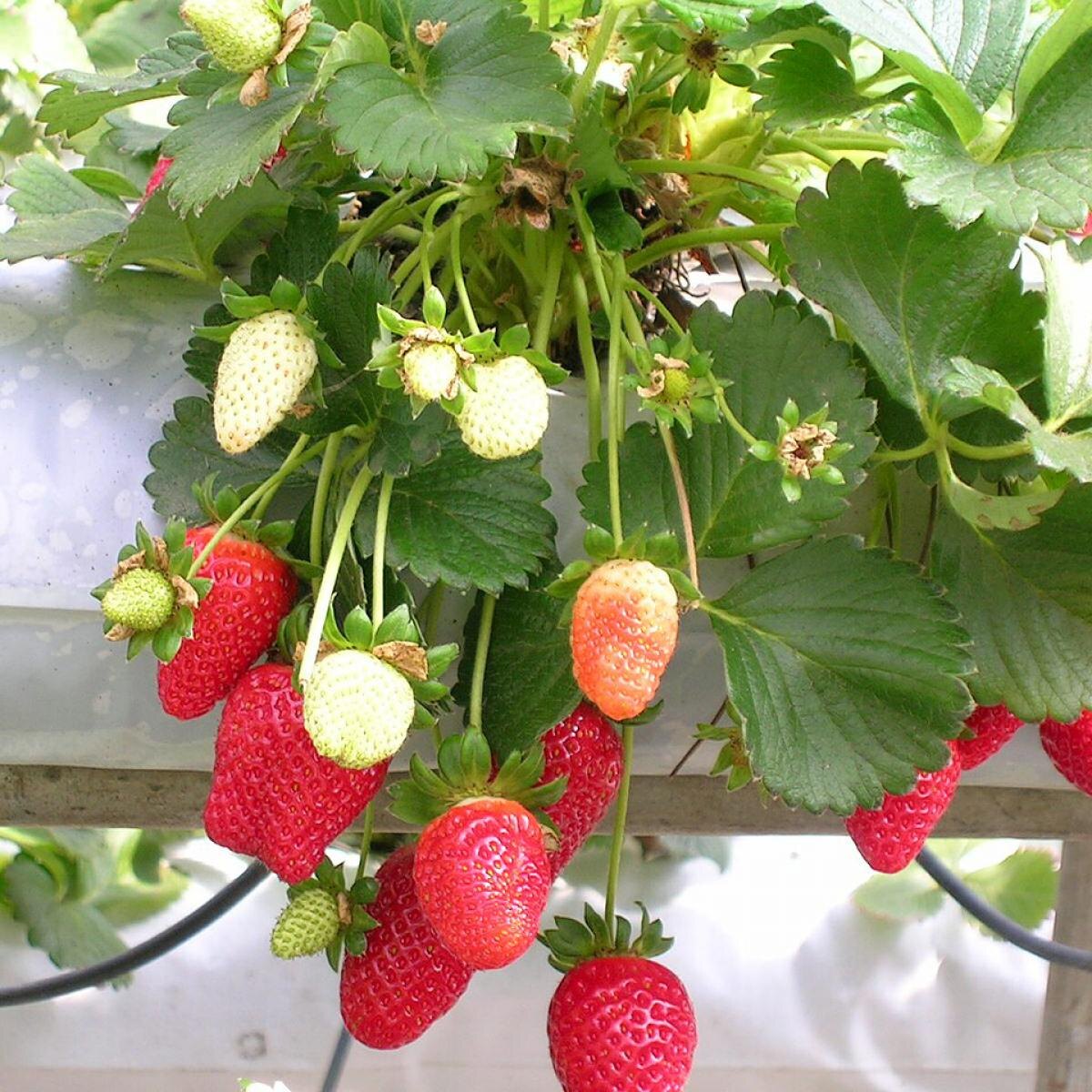 Клубника круглый год: как вырастить любимую ягоду в собственном доме