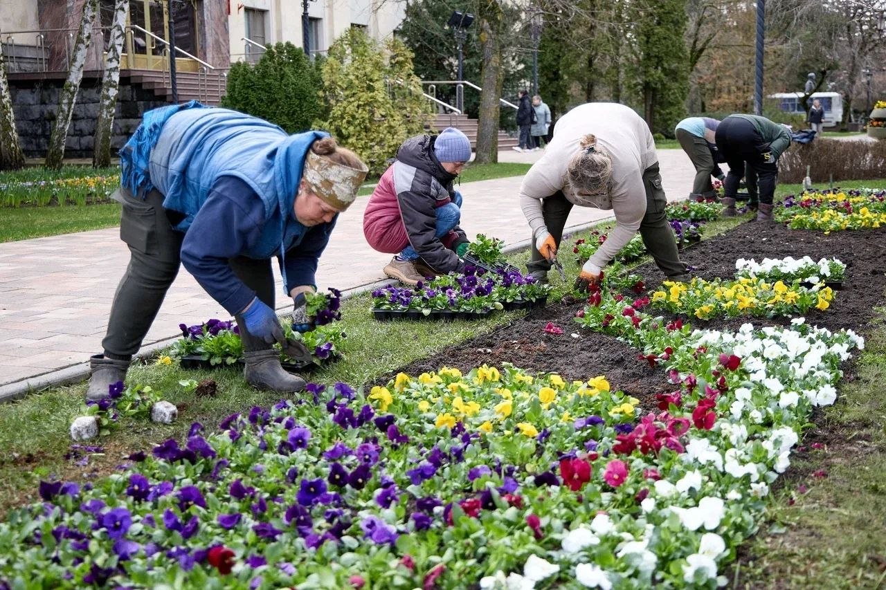 Иван Ульянченко: Специалисты «Горзеленстроя» приступили к весенней высадке рассады в городские клумбы Иван Ульянченко: Специалисты «Горзеленстроя» приступили к весенней высадке рассады в городские клумбы