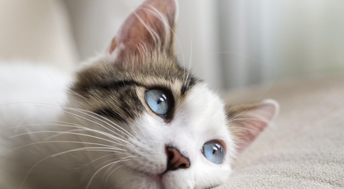 Кошкам подкормили: влажный корм в паучах стал легче