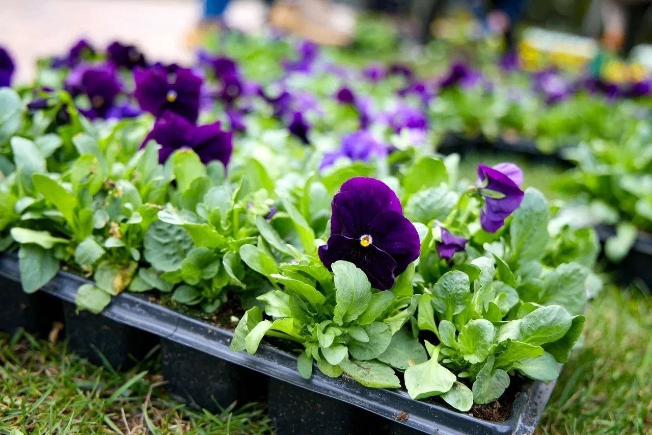 400 тысяч цветов украсят Ставрополь в этом году 400 тысяч цветов украсят Ставрополь в этом году