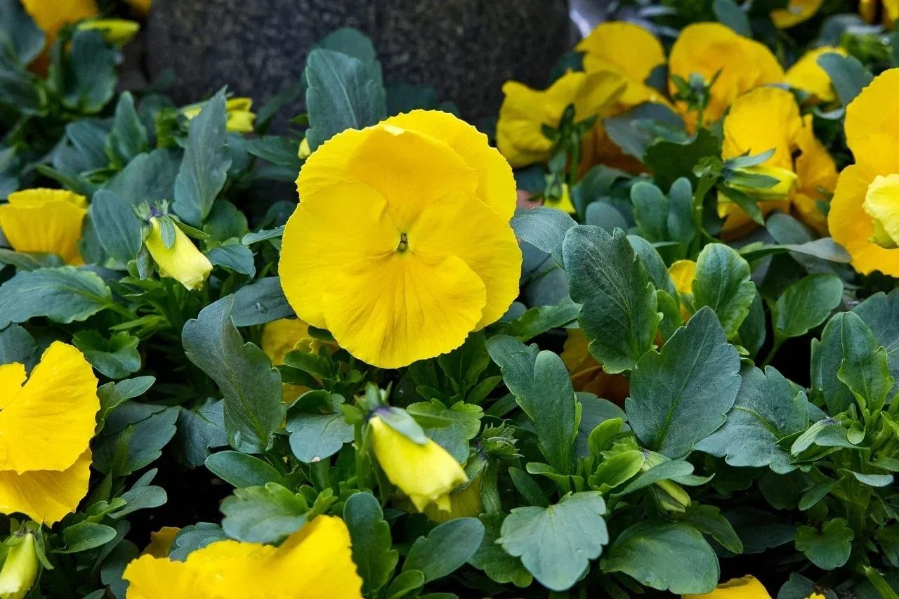 Иван Ульянченко: Специалисты «Горзеленстроя» приступили к весенней высадке рассады в городские клумбы Иван Ульянченко: Специалисты «Горзеленстроя» приступили к весенней высадке рассады в городские клумбы