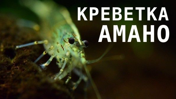 �������� �����: ����������� �����, ������� ��������� ���������
