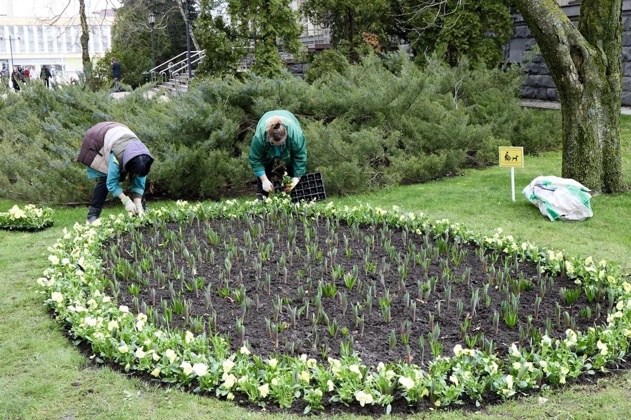 Иван Ульянченко: Специалисты «Горзеленстроя» приступили к весенней высадке рассады в городские клумбы Иван Ульянченко: Специалисты «Горзеленстроя» приступили к весенней высадке рассады в городские клумбы