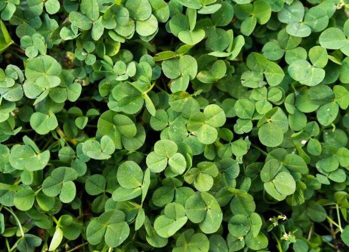 Клеверный газон: экологичная альтернатива привычному травяному покрытию