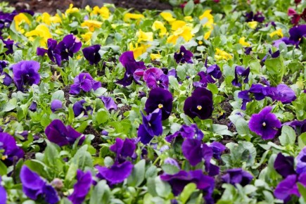 ����������� ���������� ���������� � ������� ��������� �������