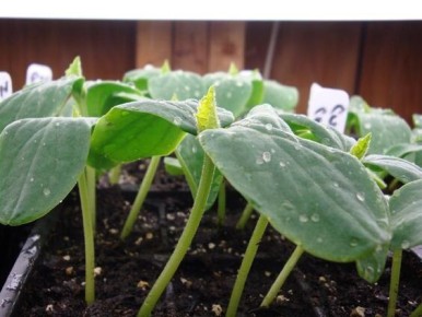 ��� ��������� ��������� ������� �������: ���������� ������