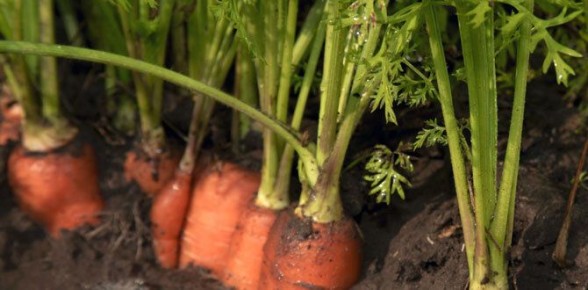 ������� ��������� ������ �������: ��� �������� ������������ �����������