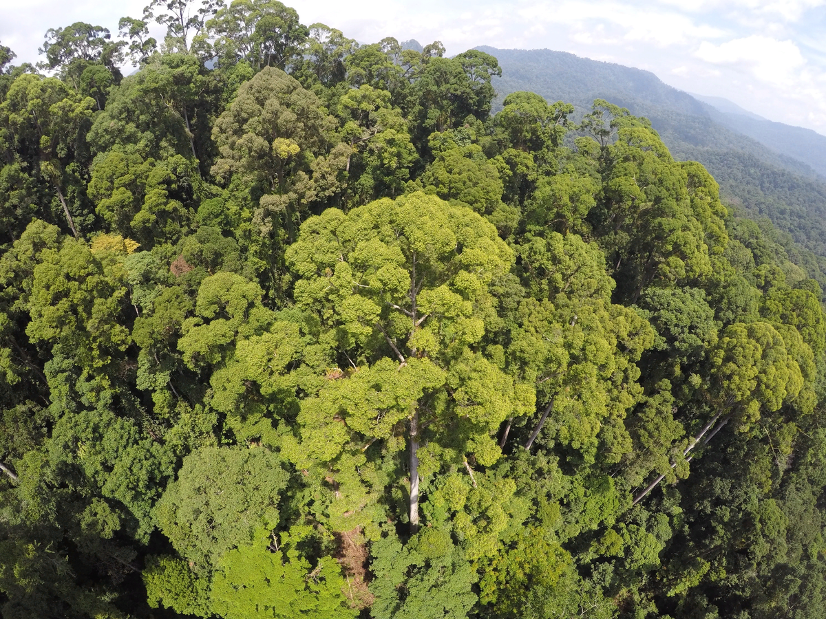 В поисках гигантов: самые высокие деревья мира