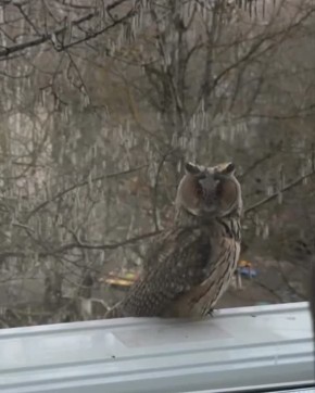 На Доваторцев в Ставрополе день начался в пучеглазой компании