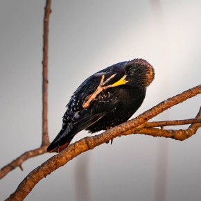 �������� �������� ���� �����