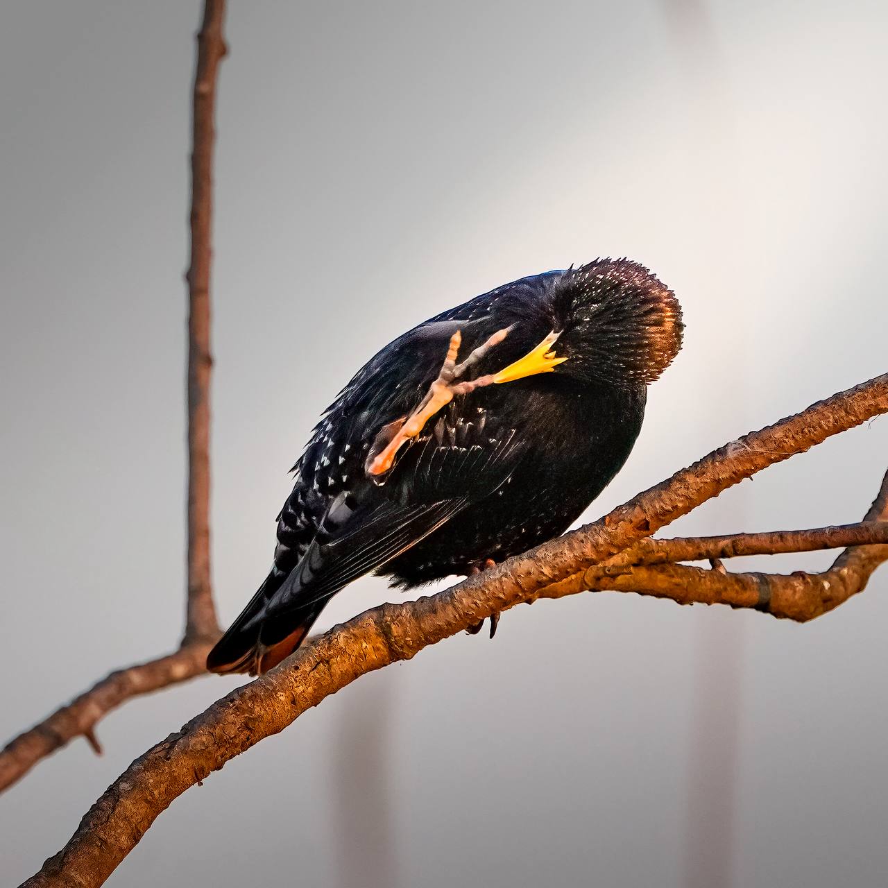 Любуемся скворцом этим утром