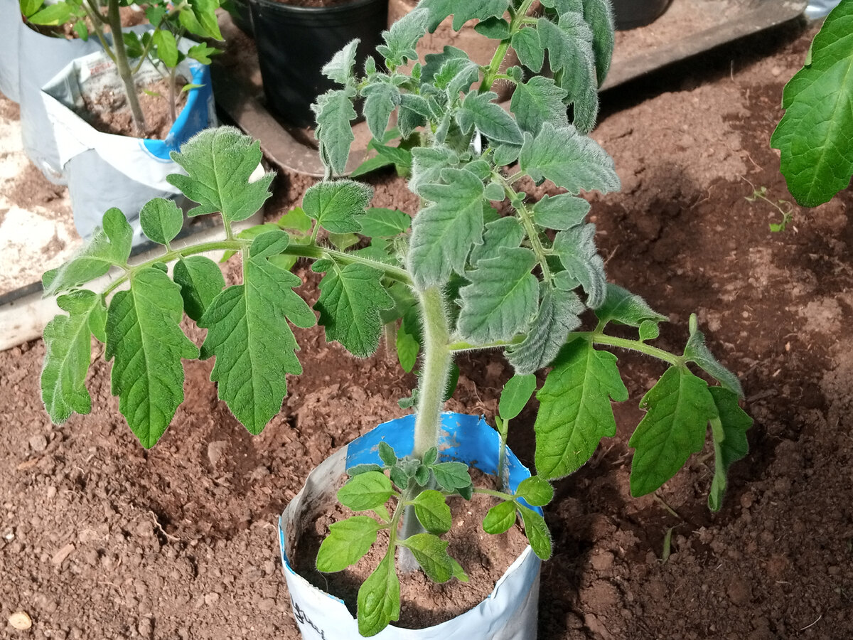 Как правильно закаливать рассаду перед высадкой в открытый грунт