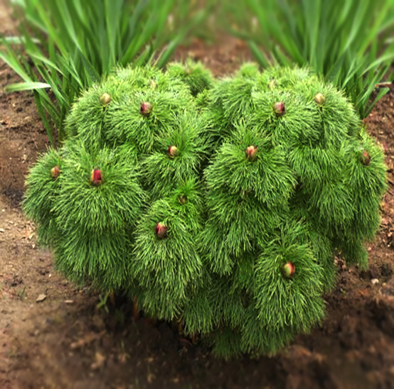 Открываем мир растений: похожие друг на друга, но с разными историями