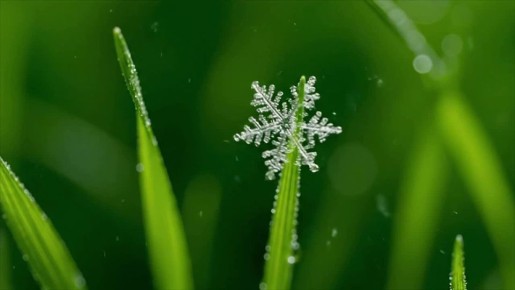 Заморозки в воздухе и на поверхности почвы -1…-3°С ожидаются местами в Ставропольском крае ночью и утром 8, 9 и 10 апреля
