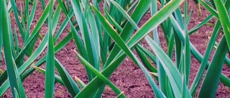 Секреты успешного выращивания озимого чеснока: как получить крупный урожай