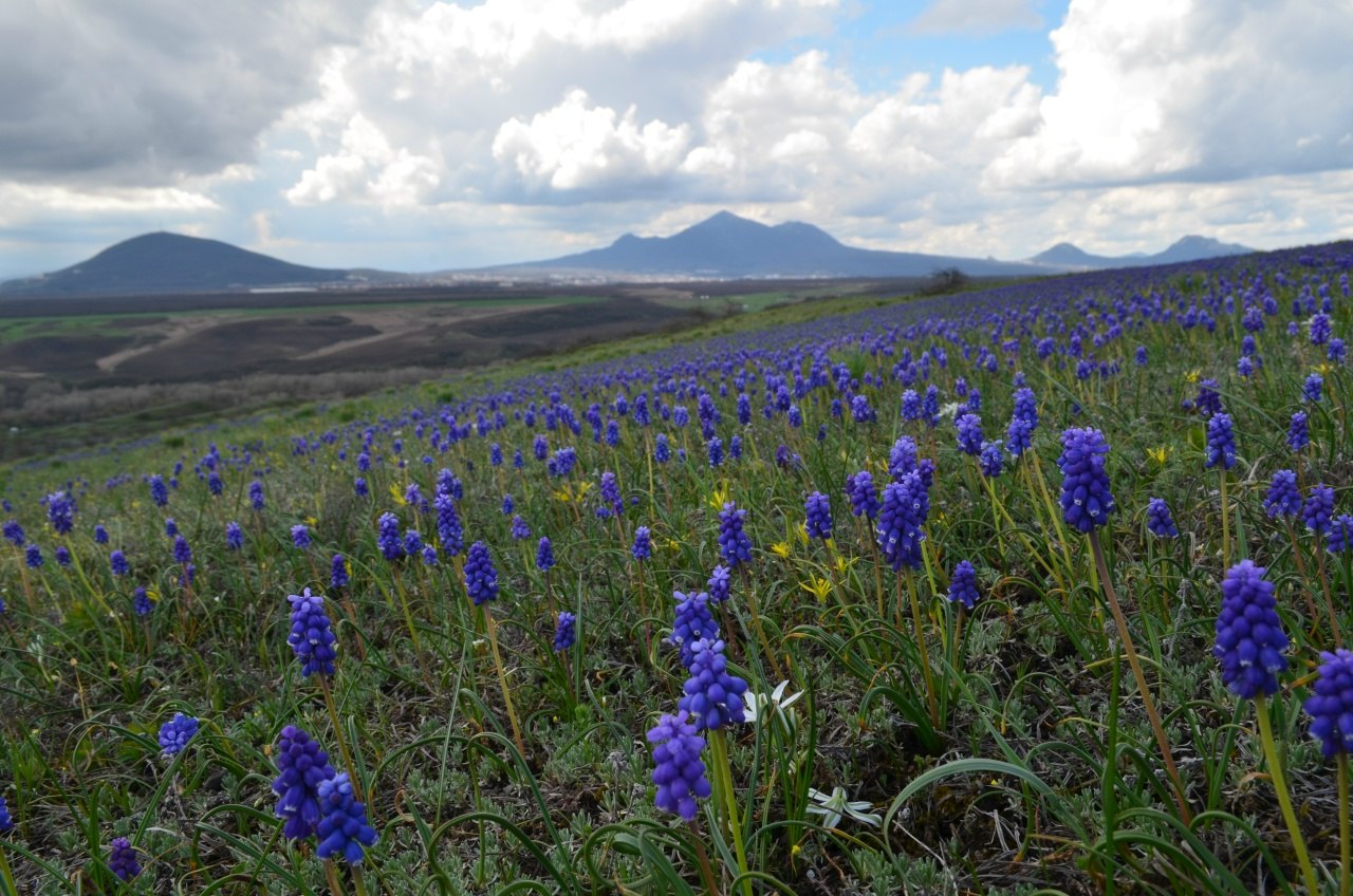"Ковер" из мускари на горе Лысая