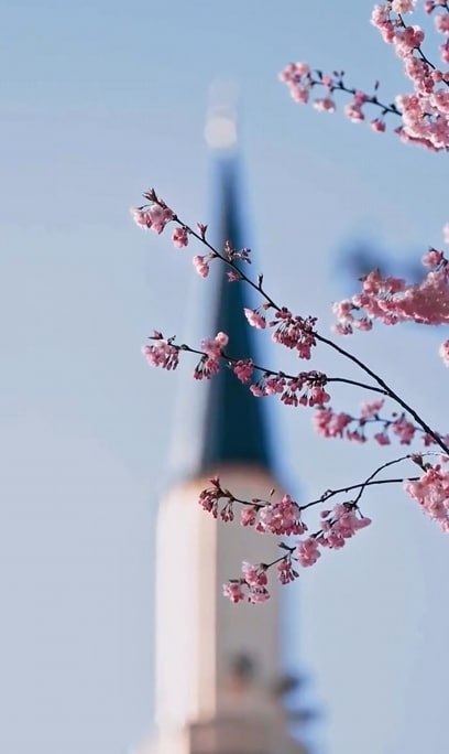 А вы видели, какая в Грозном красота? А вы видели, какая в Грозном красота?