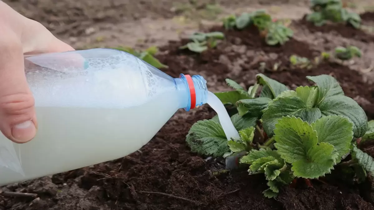 Как правильно удобрять клубнику после зимы для отличного урожая