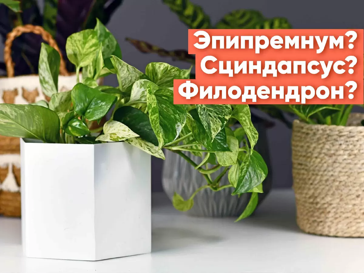 Как различать ароидные: секреты для любителей растений