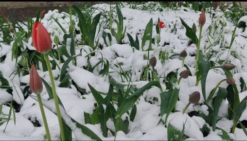 Режим повышенной готовности ввели на Ставрополье из-за заморозков