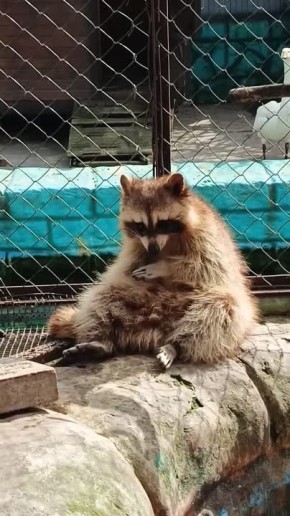 В хорошую погоду Енот из Ставропольского зоопарка радуется солнышку и весне
