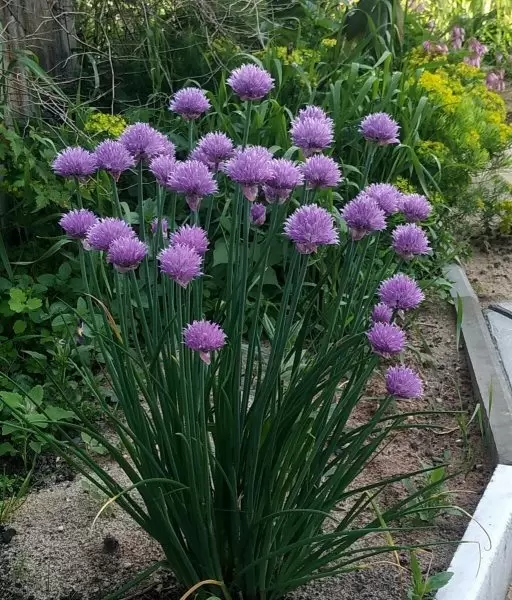 Сиреневый звон: секреты зимостойкого шнитт-лука для урожайной зелени