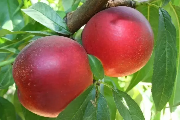 Гибриды персиков: вкусное будущее вашего сада