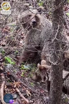 Утро в сосновом североосетинском лесу