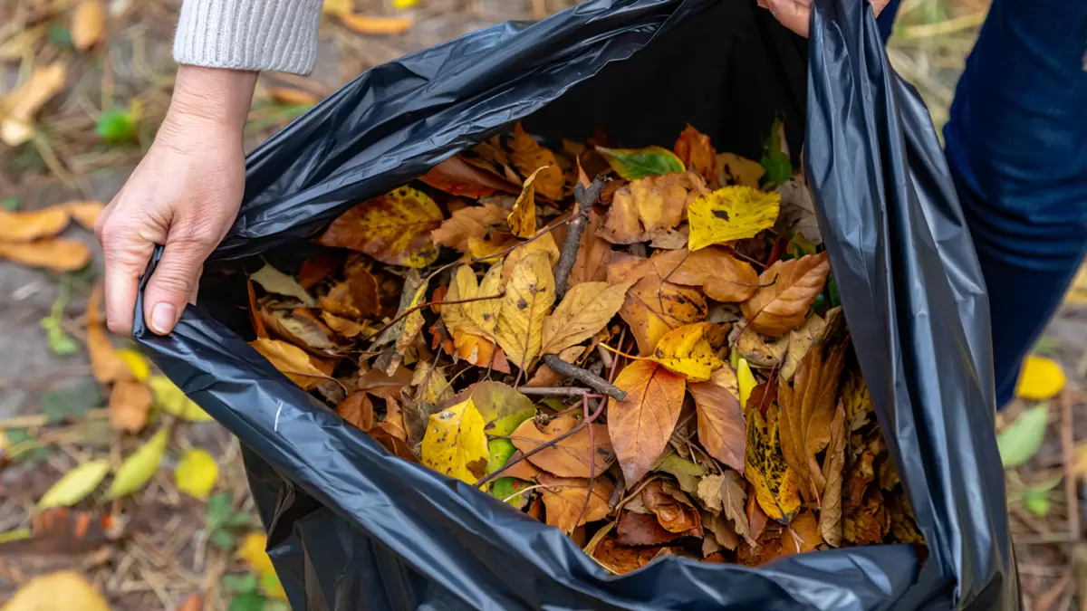 Как превратить осеннюю листву в ценное удобрение за считанные месяцы