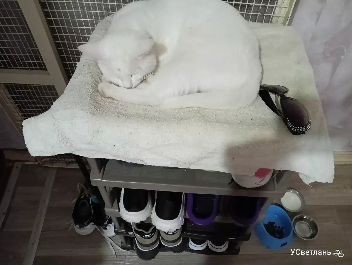 Как маленькие радости могут сделать день ярче: история о кексах и уюте