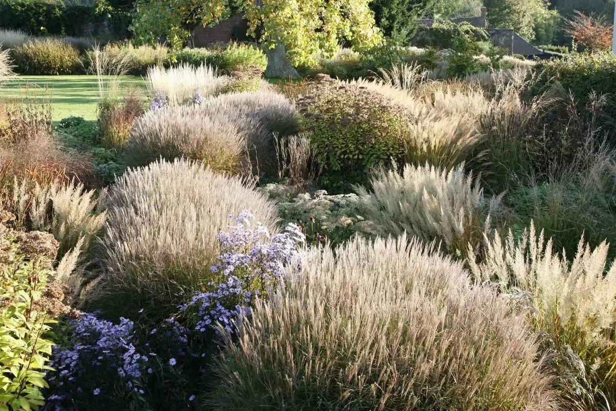 Злаковые травы в ландшафтном дизайне