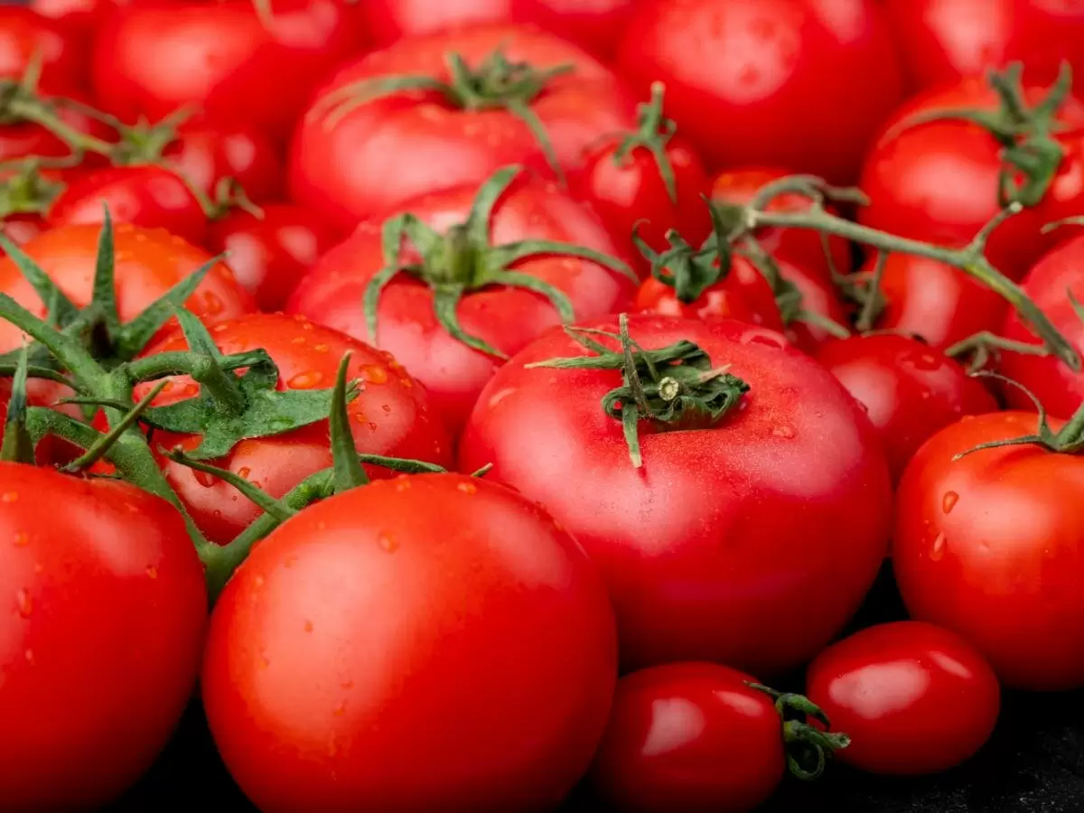 Эффективные советы по уходу за томатами в жаркие дни