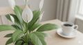 Секреты комнатных растений: как зелёные друзья очищают воздух в вашем доме