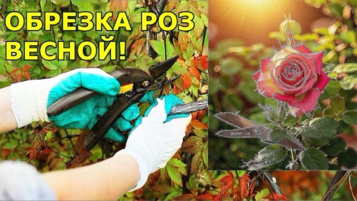 ��� ��������� �������� ���� � ������: ������ ��� ����������