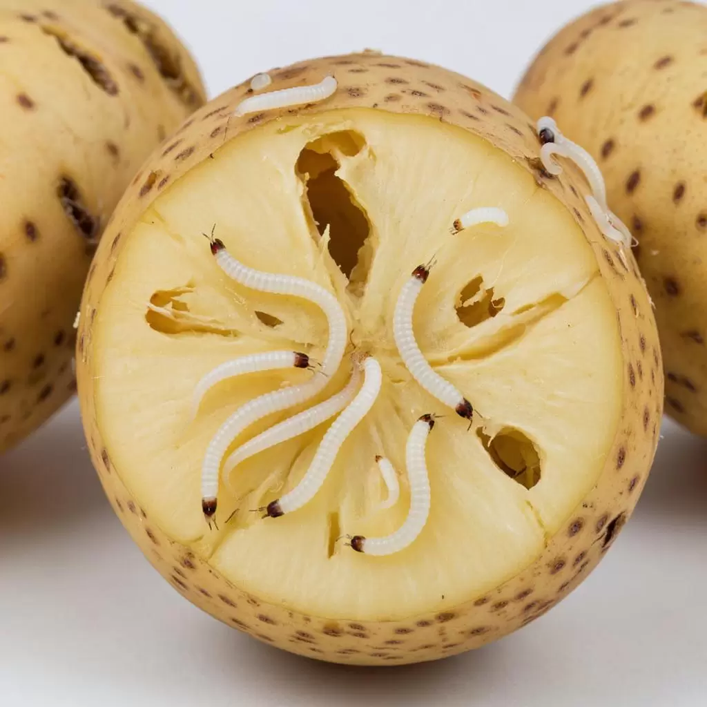 Как предотвратить атаки картофельной нематоды осенью: советы огородникам