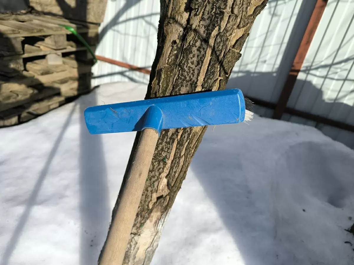 Как правильно обрабатывать кору деревьев весной: пошаговая инструкция