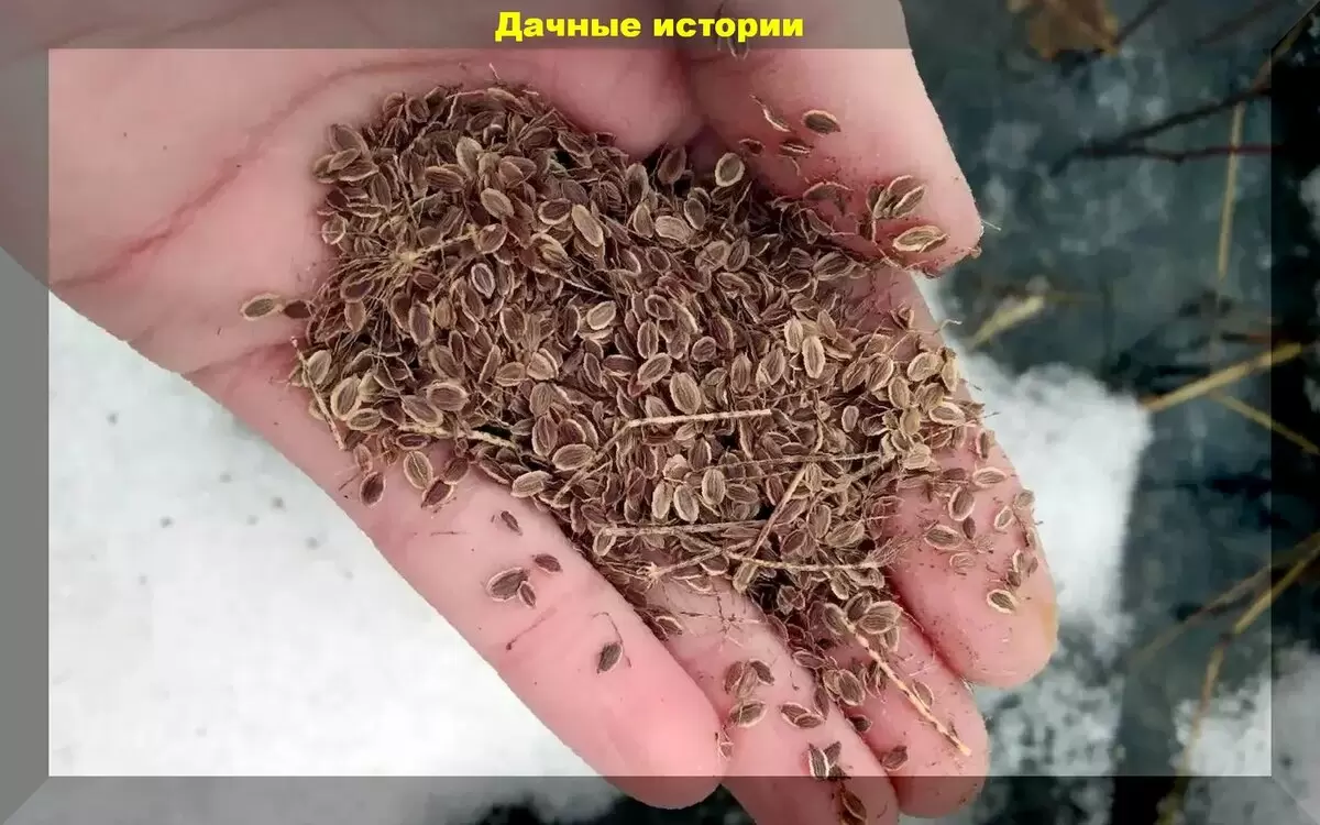 Секреты зимнего посева укропа и редиса, которые помогут собрать ранний урожай