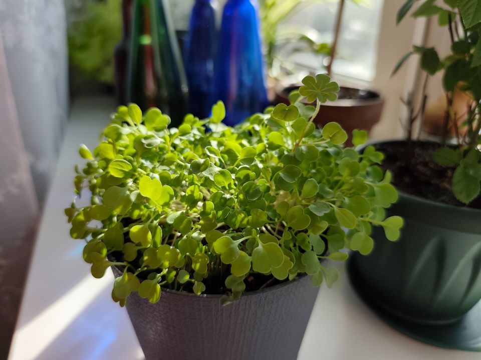 ����������� �� �����������: ����� ������� ��������� �������� � ��������