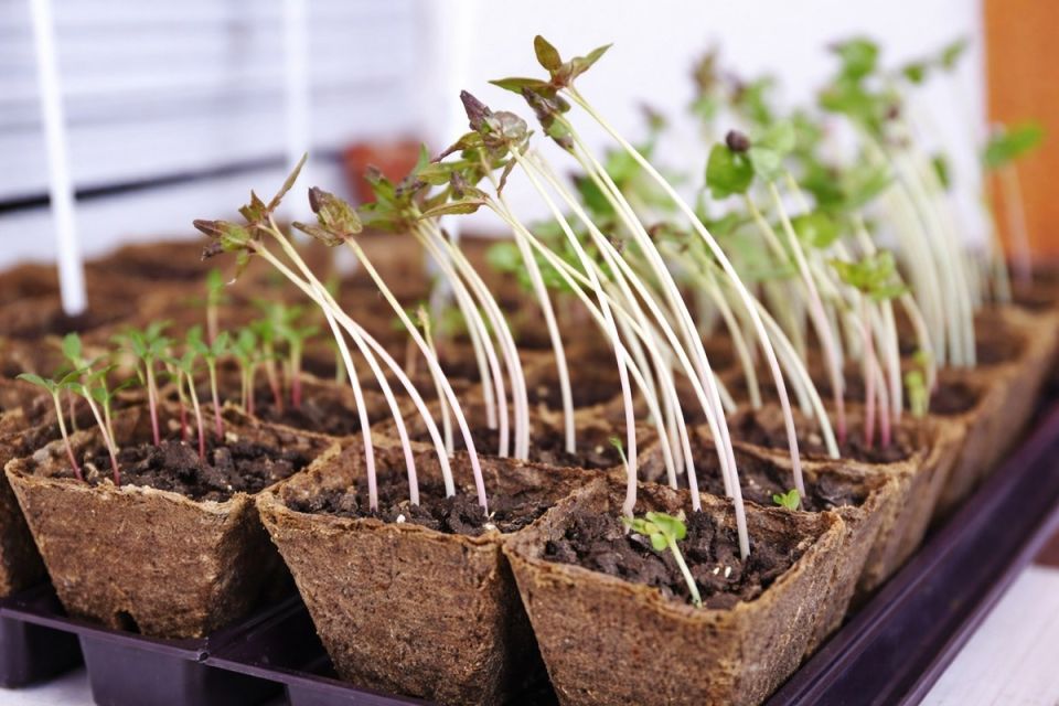 ����� ������� ���������: ��� ������ � ���� ��������?