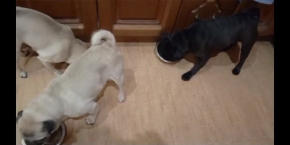 Мопсики Феня, Миша и Нюша уже нагулялись и позавтракали