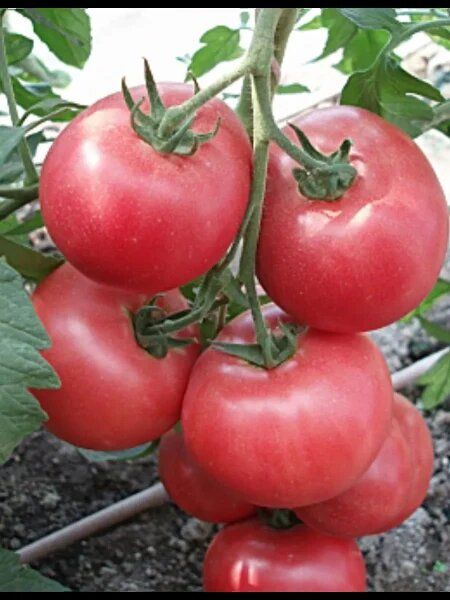 ����� ������: ������� ������, ������� �������� ������� � ������