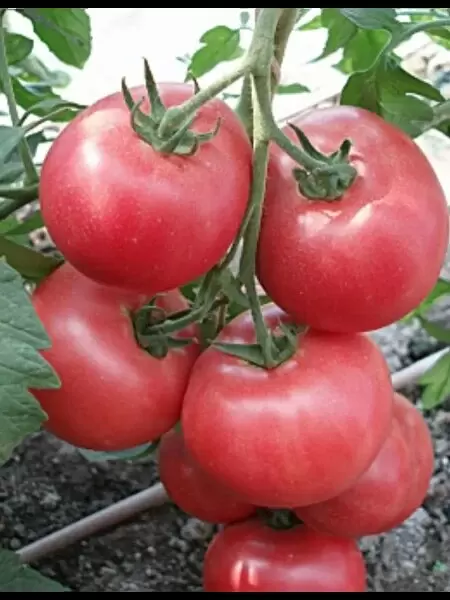 Томат Сергей: гиганты теплиц, которые удивляют урожаем и вкусом