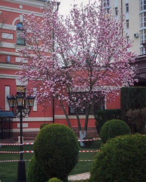 Цветение магнолии в Ессентуках
